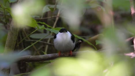 white-bearded manakin perched discreetly among the dense foliage in tayrona national park, colombia