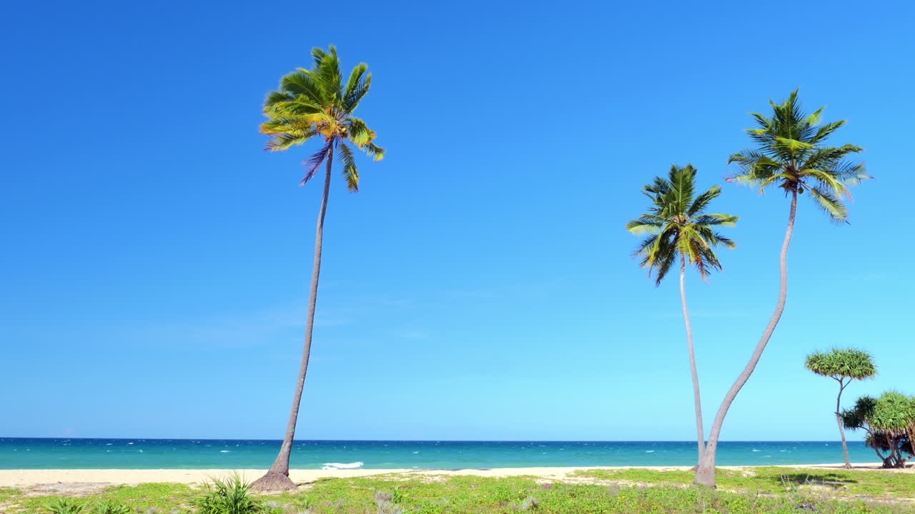 A serene coastal view featuring tall palm trees gently swaying against a vibrant blue sky and turquoise ocean horizon.