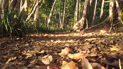 man-on-bush-walk,-walking-past-camera-long-shot