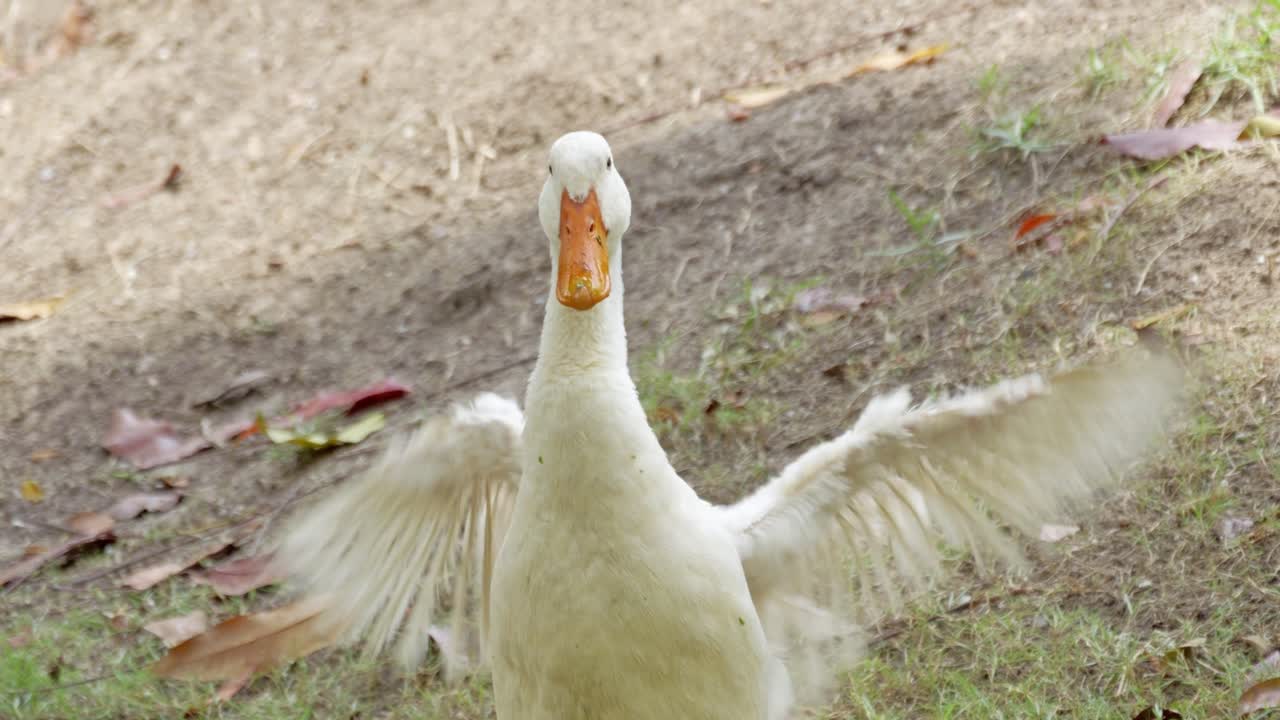 Ducks flapping wings nature pond wildlife outdoor setting close-up view animal behavior