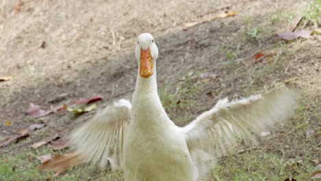 ducks flapping wings nature pond wildlife outdoor setting close-up view animal behavior