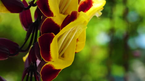 Close-up-static-shot-of-Mysore-trumpetvine-flowers-on-sunny-day