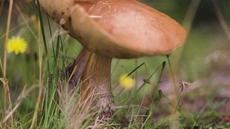 a close-up of a mushroom growing low to the ground, surrounded by tall grass and small yellow wildflowers