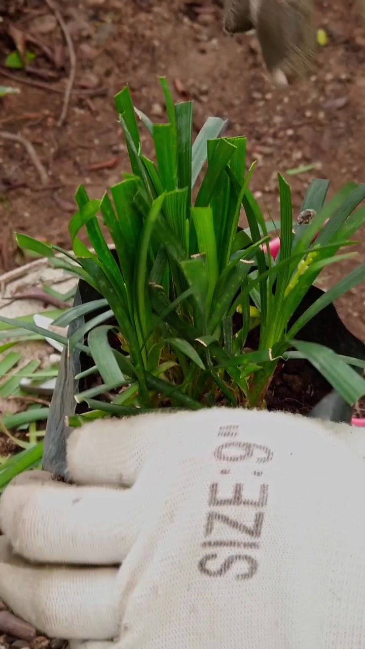 Primo piano di mani guantate che potano una pianta ornamentale all'interno di un vaso da vivaio, dimostrando la cura e la manutenzione ordinaria delle piante in un'area di coltivazione esterna.
