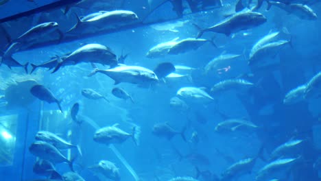 school of tuna in an aquarium