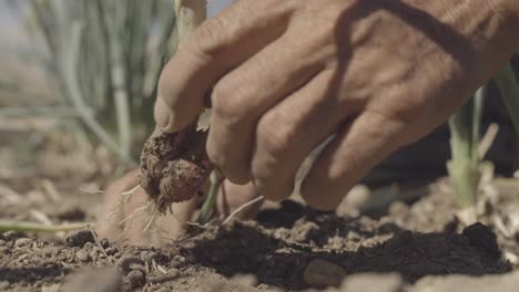 cámara lenta de manos sembrando en el campo