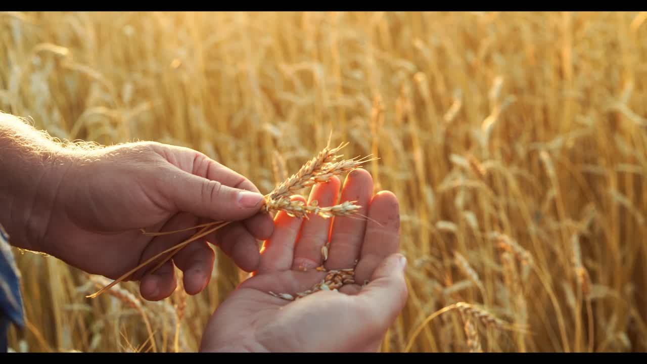 Farmer inspecting wheat in a field at sunset