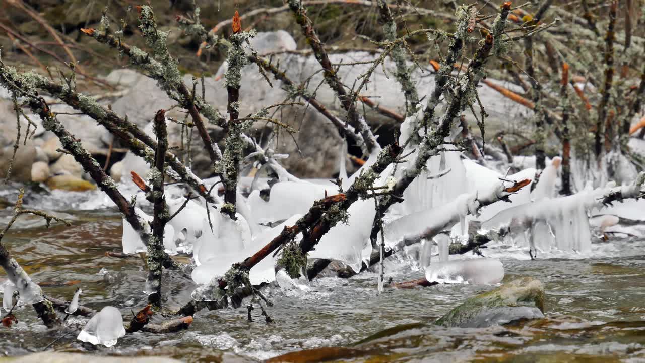 árbol caído en un río que se ha congelado de una manera hermosa con carámbanos colgando en 4k