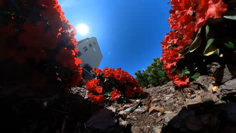 Tiro-Curvo-De-Horizonte-En-Cámara-Lenta-De-Flores-Rojas-Brillantes-En-Un-Macizo-De-Flores-Cerca-Del-Edificio