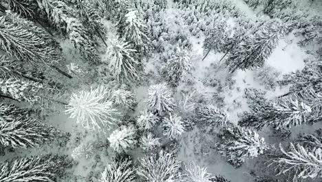 drone flying above snow covered trees on snow storm day aerial winter wonderland drone flying above snow covered trees on snow storm day epic aerial view of winter wonderland in north american national park washington usa top down view blizzard weather with heavy falling snow