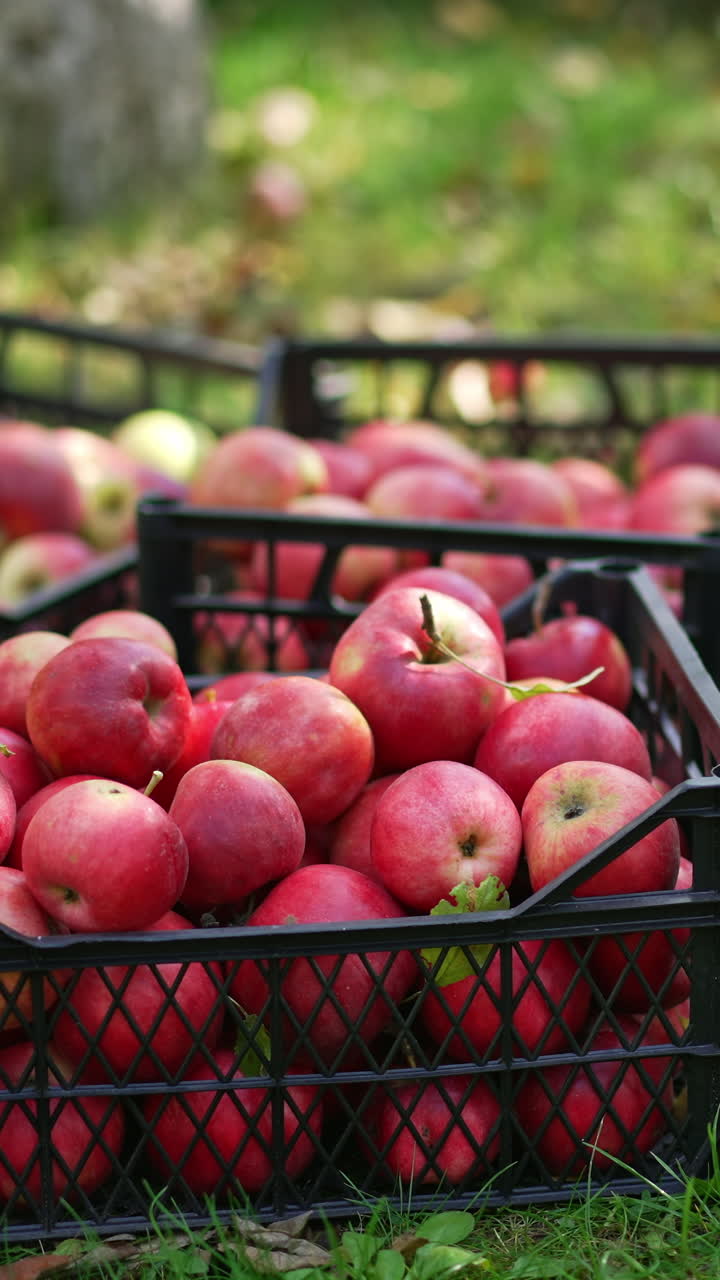 Apples in basket farming. Red ripe organic apple harvesting. Vertical video