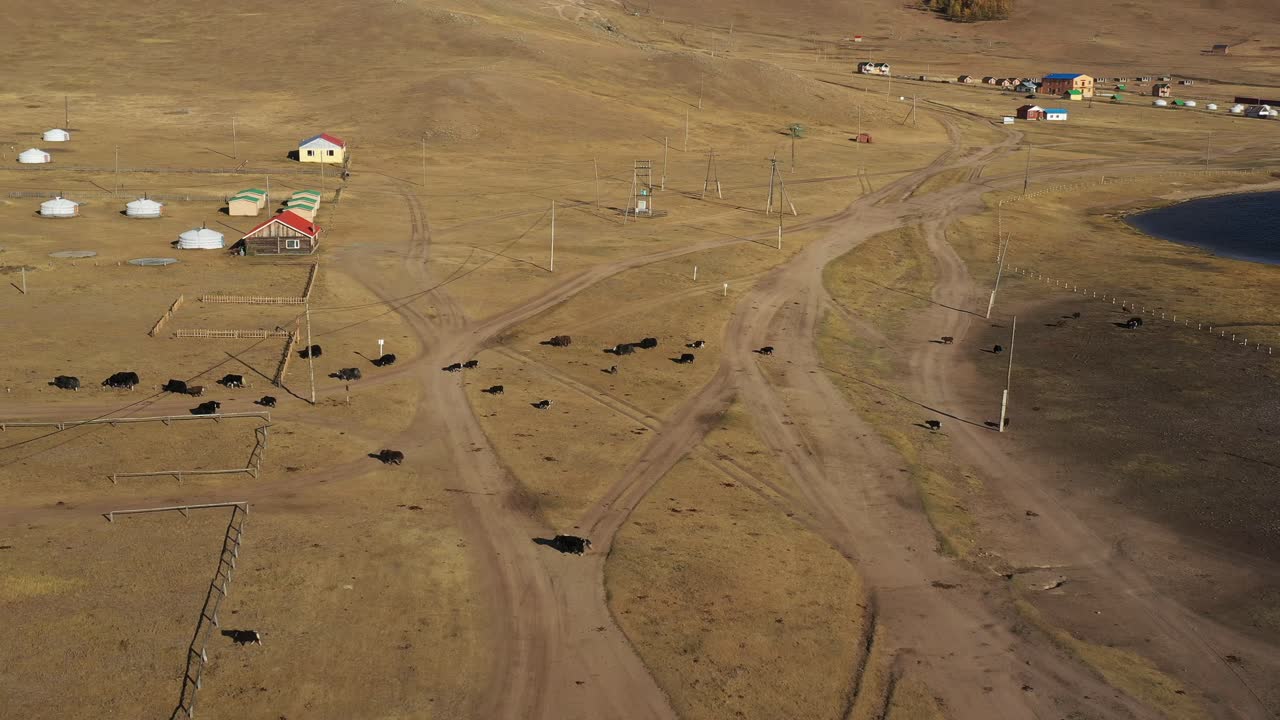 yaks caminando por la carretera en el pueblo mongol durante el día, aéreo