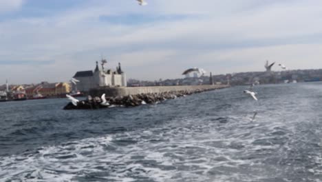 aves marinas volando sobre las aguas