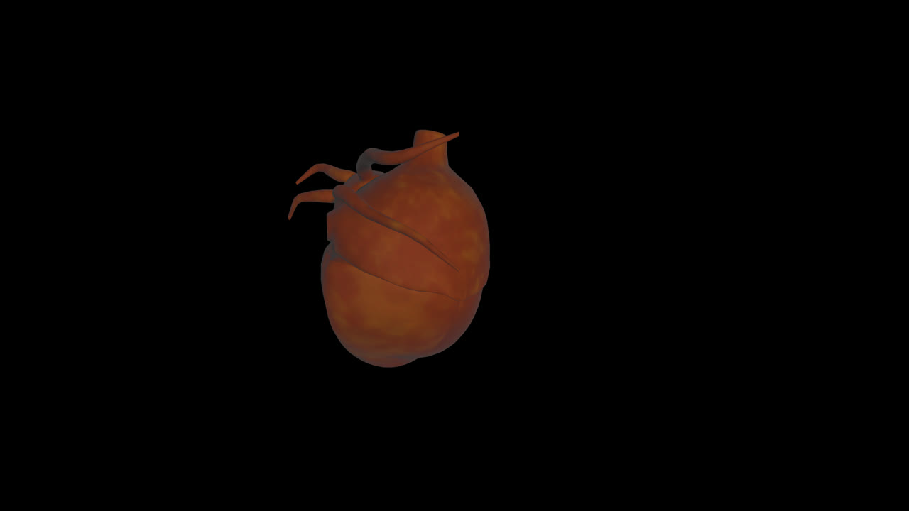 3D Model of a Human Heart
