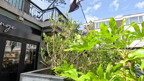 plants sway outside a brighton shop