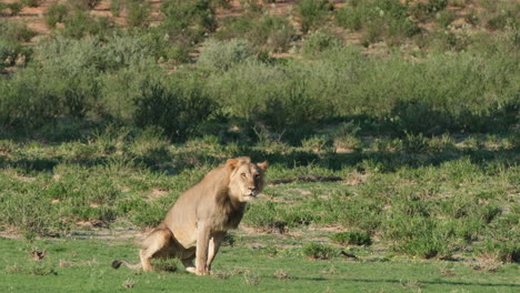 Una-Vista-Del-Divertido-León-Macho-Cagando-En-La-Sabana-Salvaje-Africana