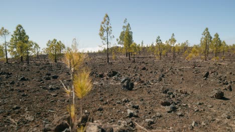 Rocky-volcanic-landscape-and-green-pine-trees-and-shrubs-in-spring,-Teide-Nation-park-on-Tenerife,-Canary-Islands