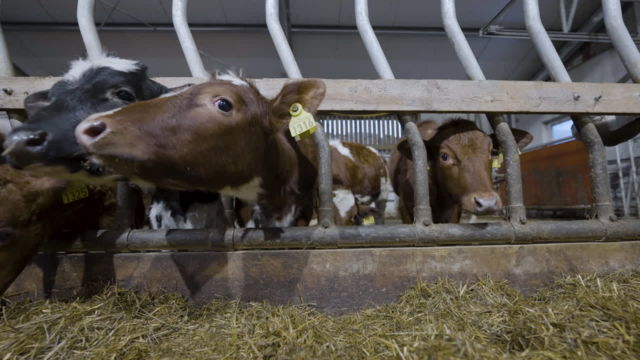 Static close up shot of cows eating straw and hay on a feedlot