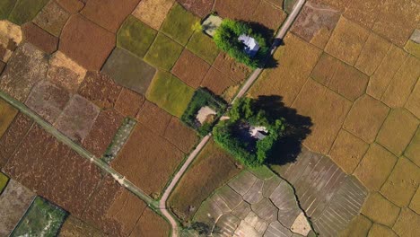 rural road and homes surrounded by paddy rice fields, aerial top down view