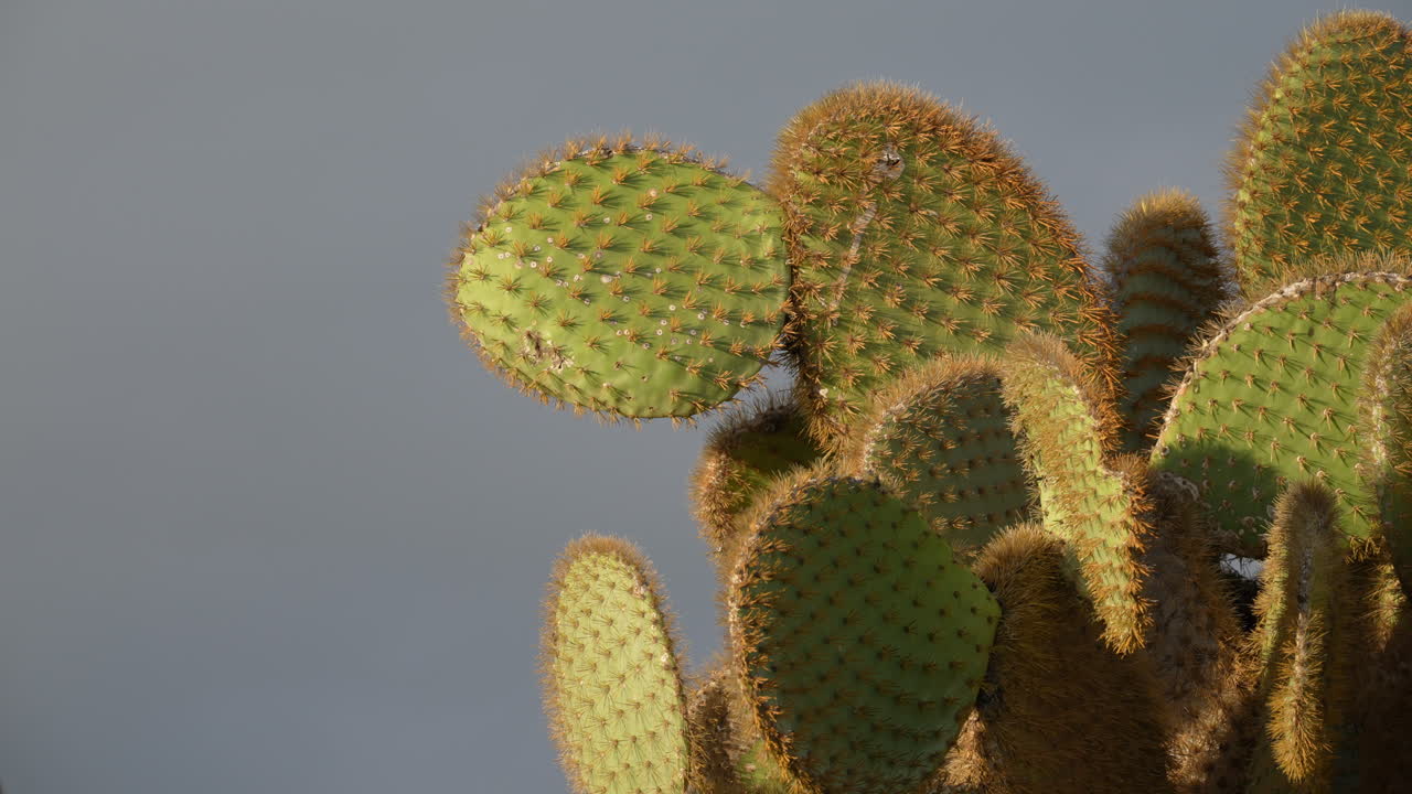 Opuntia Echios Commonly Known As The Galapagos Prickly Pear