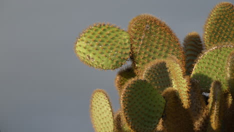 opuntia echios commonly known as the galapagos prickly pear