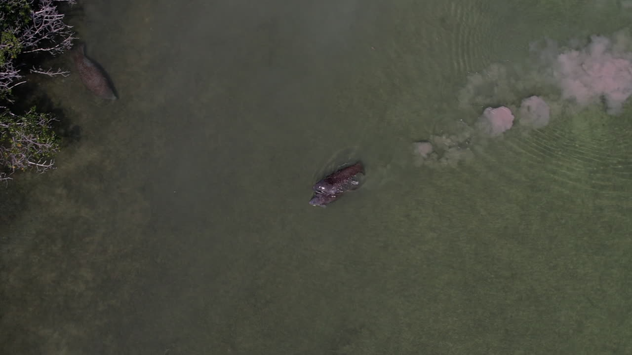 플로리다 키에서 수영하는 매너티 한 쌍에 대한 공중 조감도