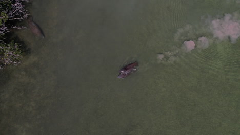 aerial birds eye view over pair of manatees swimming in the florida keys