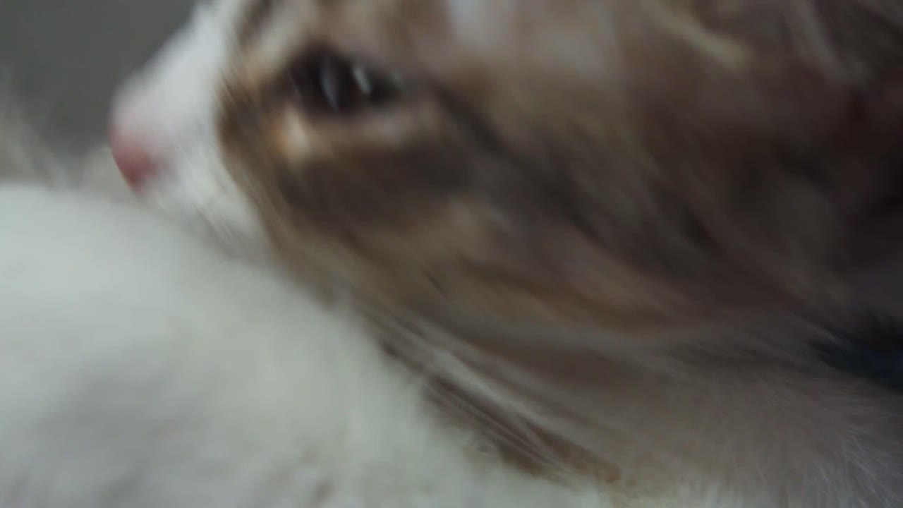 gato acicalándose en el sofá