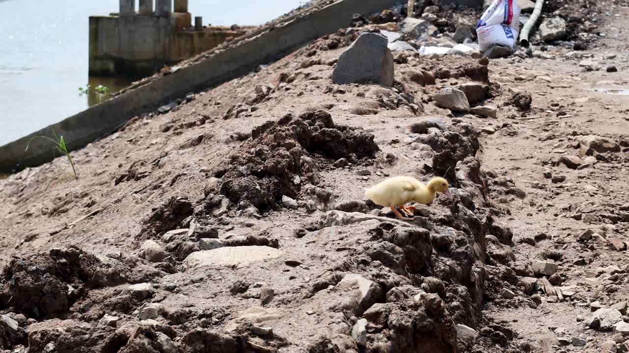 утёнки гуляют по грязному берегу реки
