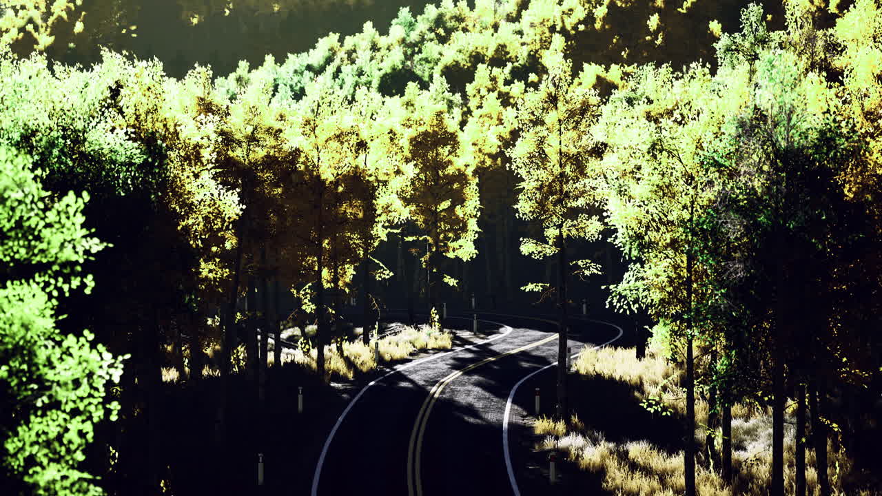 Winding road through a lush green forest during daylight hours