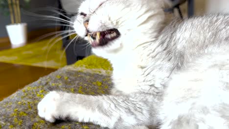 a gentle white kitten yawns while resting, exuding a sense of tranquility and comfort in its peaceful moment of repose