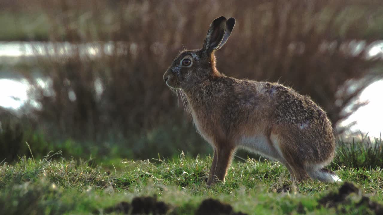Brown Hare in a Field