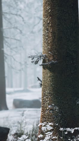 a close-up view of a tree trunk in a snowy forest