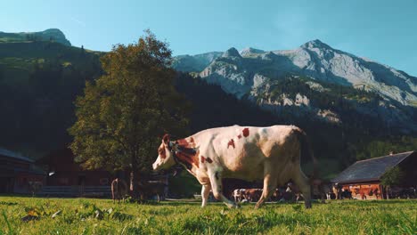 a herd of natural cows is walking through a romantic and idyllic austrian mountain village back to their stables in the tirol alps in summer for giving their milk