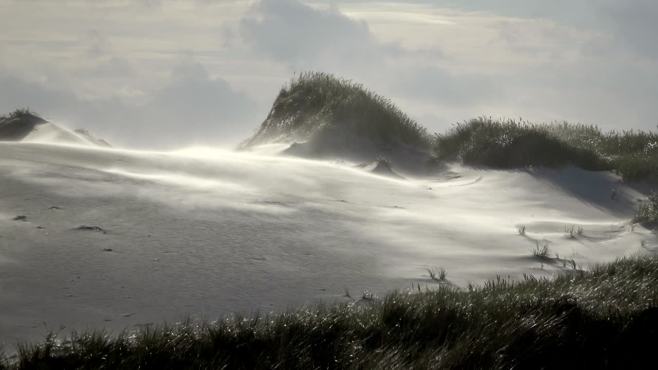 Sand dunes with dune grass in the storm of the North Sea, hiking dunes, dike protection, Sondervig, Jutland, Denmark, 4k