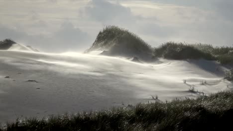 sand dunes with dune grass in the storm of the north sea, hiking dunes, dike protection, sondervig, jutland, denmark, 4k