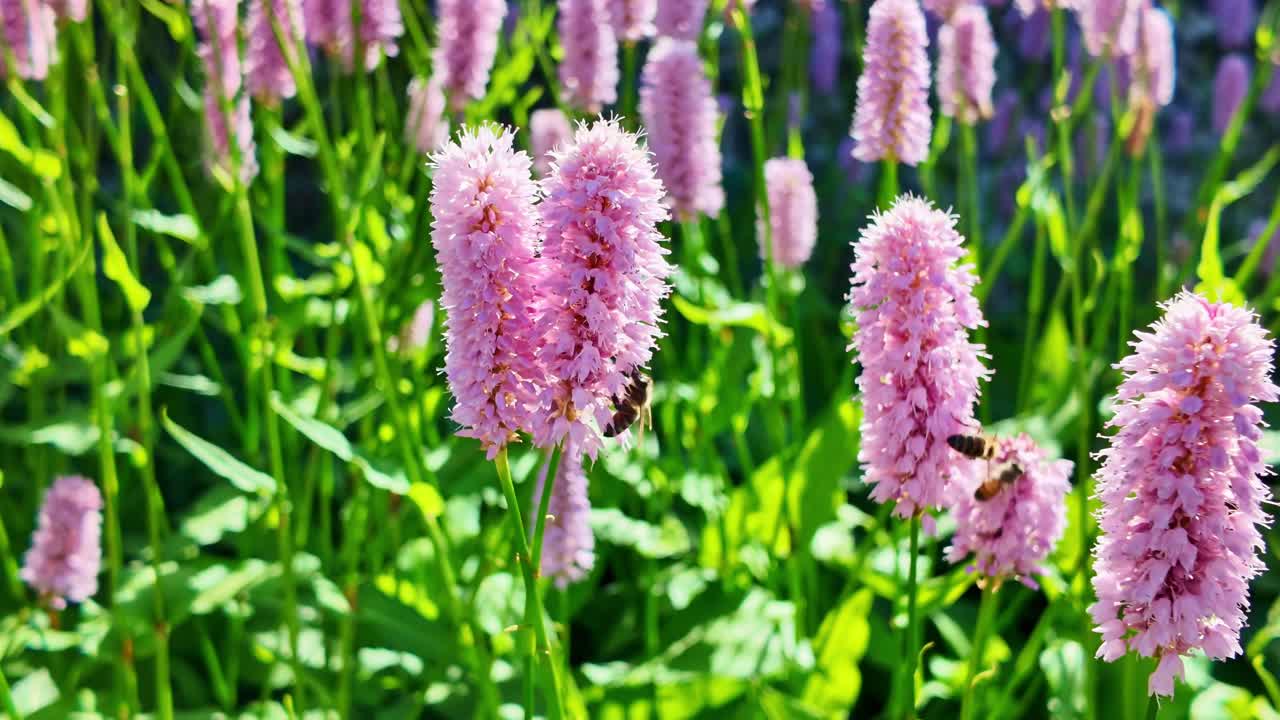 Close-up shot of bees diligently pollinating tall pink bistort (Bistorta officinalis) flower spikes in sunlit garden, Nature, insect life