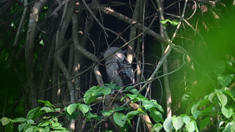 Visto-Mirando-Profundamente-En-La-Espesura-De-La-Jungla-Y-Luego-Gira-A-La-Izquierda,-Búho-Real-De-Vientre-Manchado,-Bubo-Nipalensis,-Juvenil,-Parque-Nacional-Kaeng-Krachan,-Tailandia