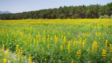el lupino "disparando a la sartén" balanceándose en la suave brisa de primavera