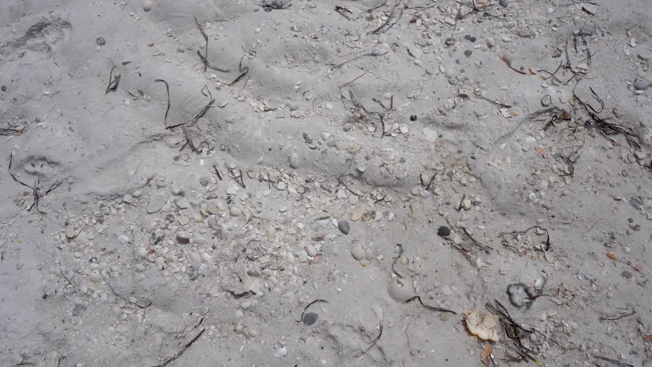 해변의 모래에 부서진 데기