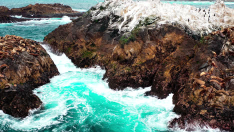leones marinos en una isla rocosa en el mar embravecido
