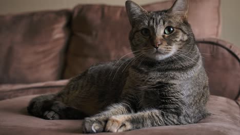 Curious-Tabby-Cat-Looking-Closely-In-Camera