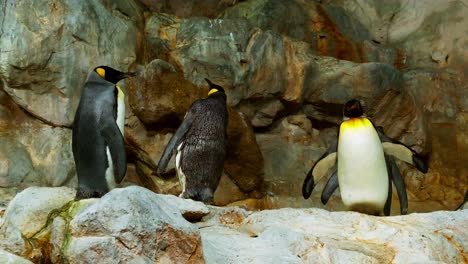 king penguin in a rocky area to preserve the species