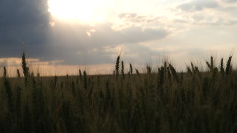 Weizenfeld-Sky-Pan-Langsame-Nahaufnahme