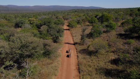 Una-Pareja-De-Cebras-Camina-Por-Un-Camino-Polvoriento-En-Una-Vasta-Reserva-De-Arbustos-De-Sabana,-Antena