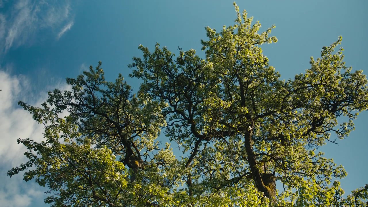 Una vista verso l'alto di una chioma d'albero fiorita e strutturata che si estende su un cielo blu intenso, dove foglie fresche primaverili, fiori bianchi e la luce brillante del sole creano una vivida scena naturale stagionale