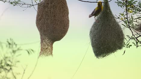 Baya-Webervogel-Baut-Nest