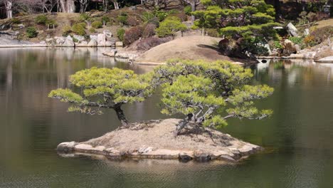 un paisaje pacífico con bonsai en un islote