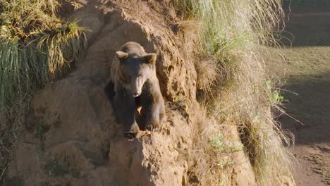 Bear-sitting-on-a-steep-elevated-cliff-during-sunset