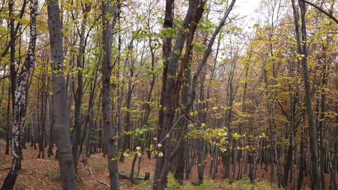 Foresta autunnale a novembre. Alberi e fogliame caduto.